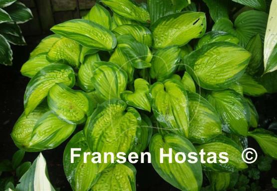 Hosta Paradigm